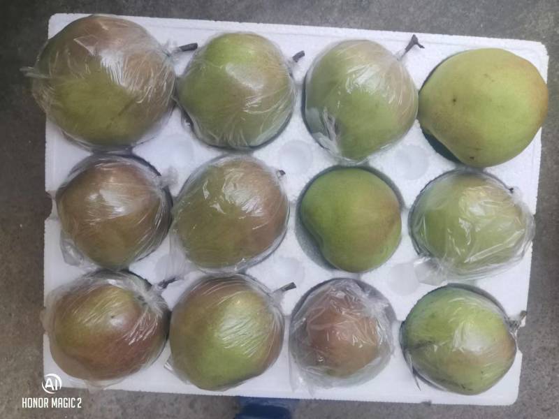 【推荐】山西玉露香梨基地直发，可对接商超社区团购一件代发