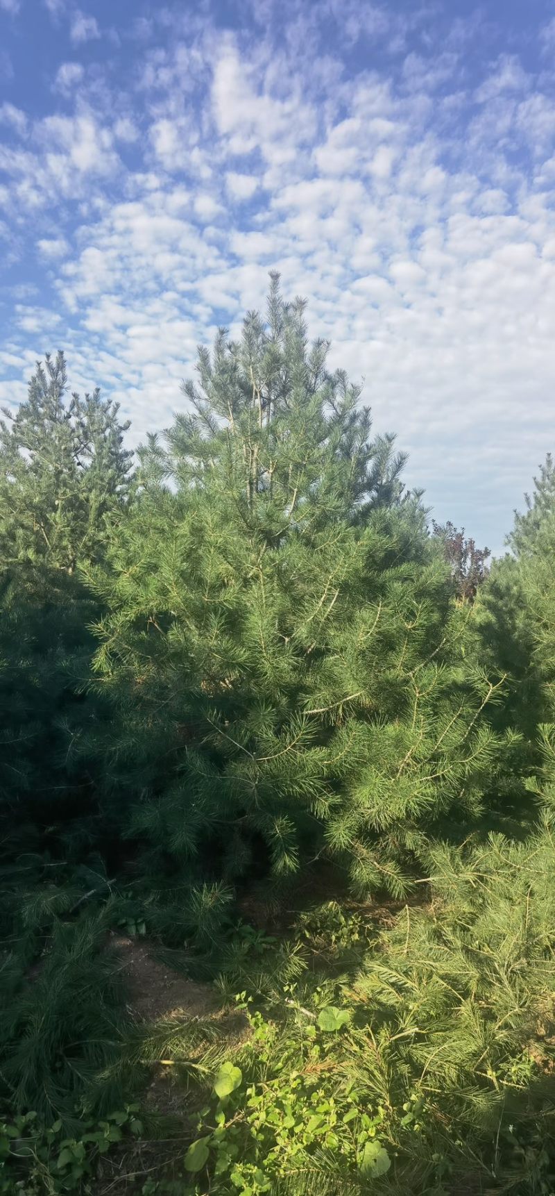 4米一级白皮松，自产自销，绿化苗木，河北省唐山市玉田县直