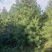 4米一级白皮松，自产自销，绿化苗木，河北省唐山市玉田县直