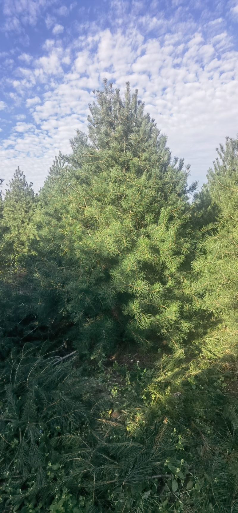4米一级白皮松，自产自销，绿化苗木，河北省唐山市玉田县直
