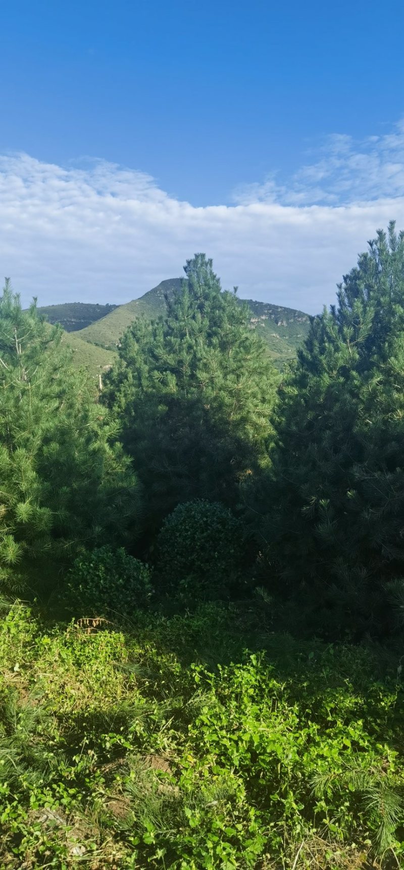 4米一级白皮松，自产自销，绿化苗木，河北省唐山市玉田县直