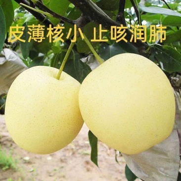 河北正宗皇冠梨整箱代发包邮新鲜梨子应季水果脆甜多汁非雪梨鸭梨