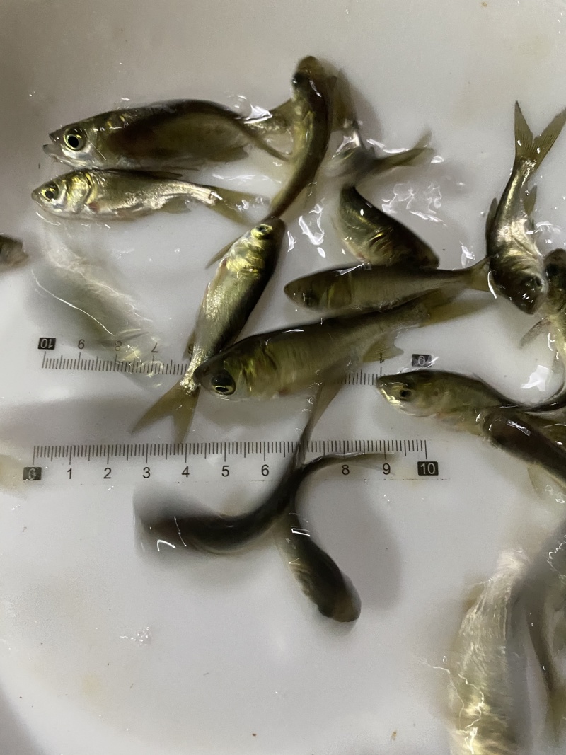 优质花鲢鱼苗，胖头鱼雄鱼，大量现货，支持全国各地发货