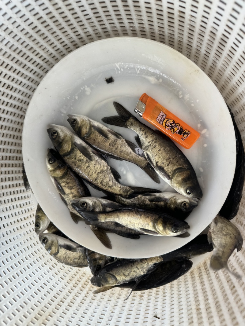 优质花鲢鱼苗，胖头鱼雄鱼，大量现货，支持全国各地发货
