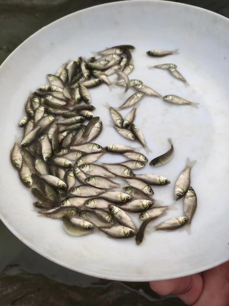 鲫鱼苗5号鲫鱼巨鲫鱼苗银鲫鱼苗等包回收签合同教技术