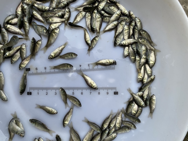 鲫鱼苗5号鲫鱼巨鲫鱼苗银鲫鱼苗等包回收签合同教技术