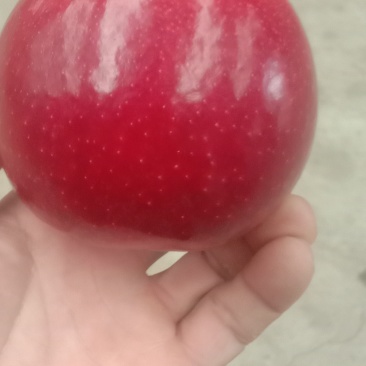 有大量新品种接穗，