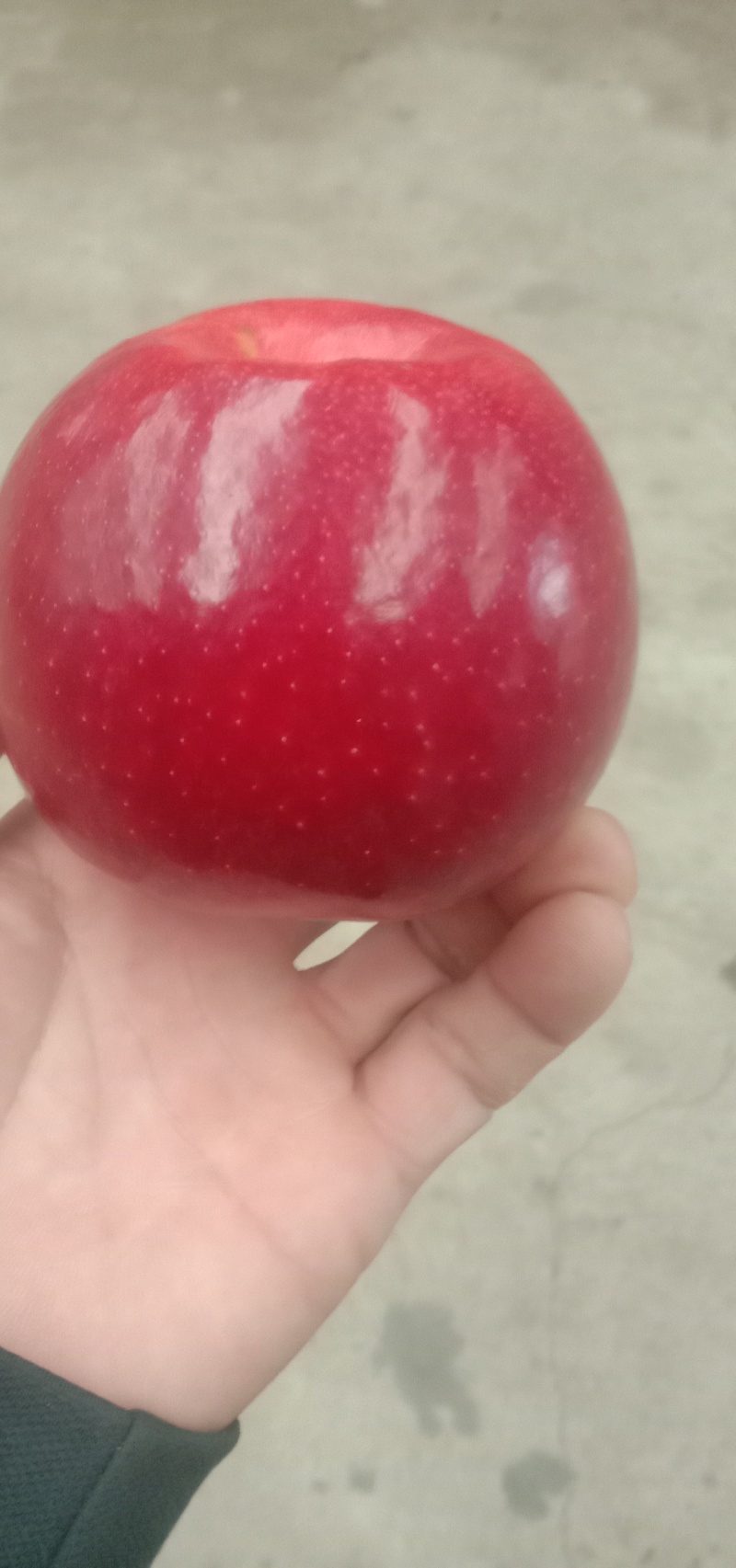 有大量新品种接穗，
