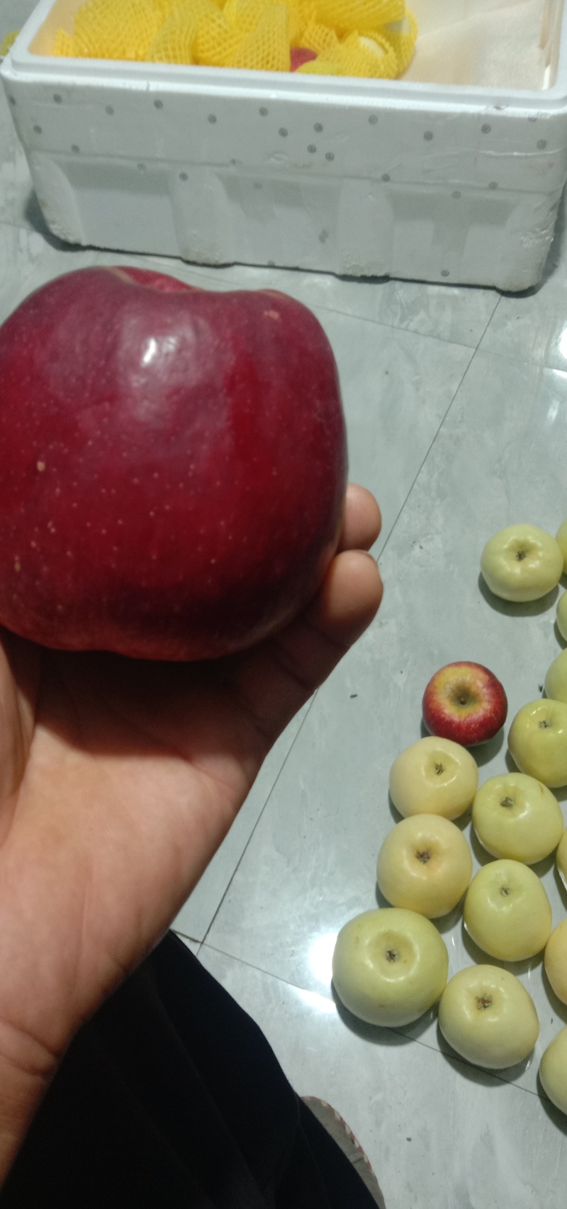 有大量新品种接穗，