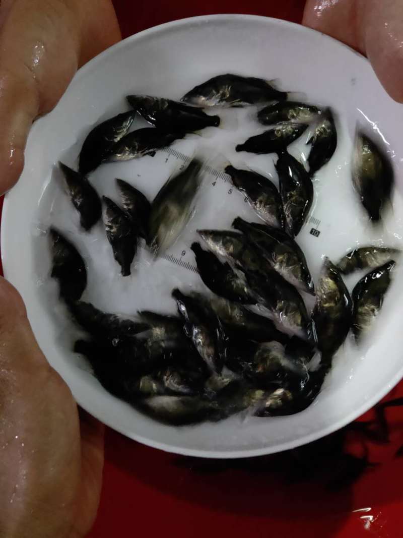 桂花鱼苗鳜鱼苗翘嘴鳜鱼苗肉食性淡水鱼苗桂鱼苗贵鱼苗养殖场