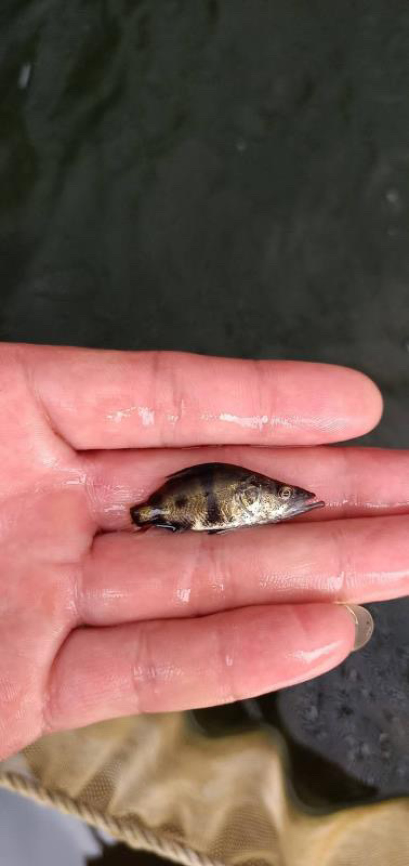 桂花鱼苗鳜鱼苗翘嘴鳜鱼苗肉食性淡水鱼苗桂鱼苗贵鱼苗养殖场
