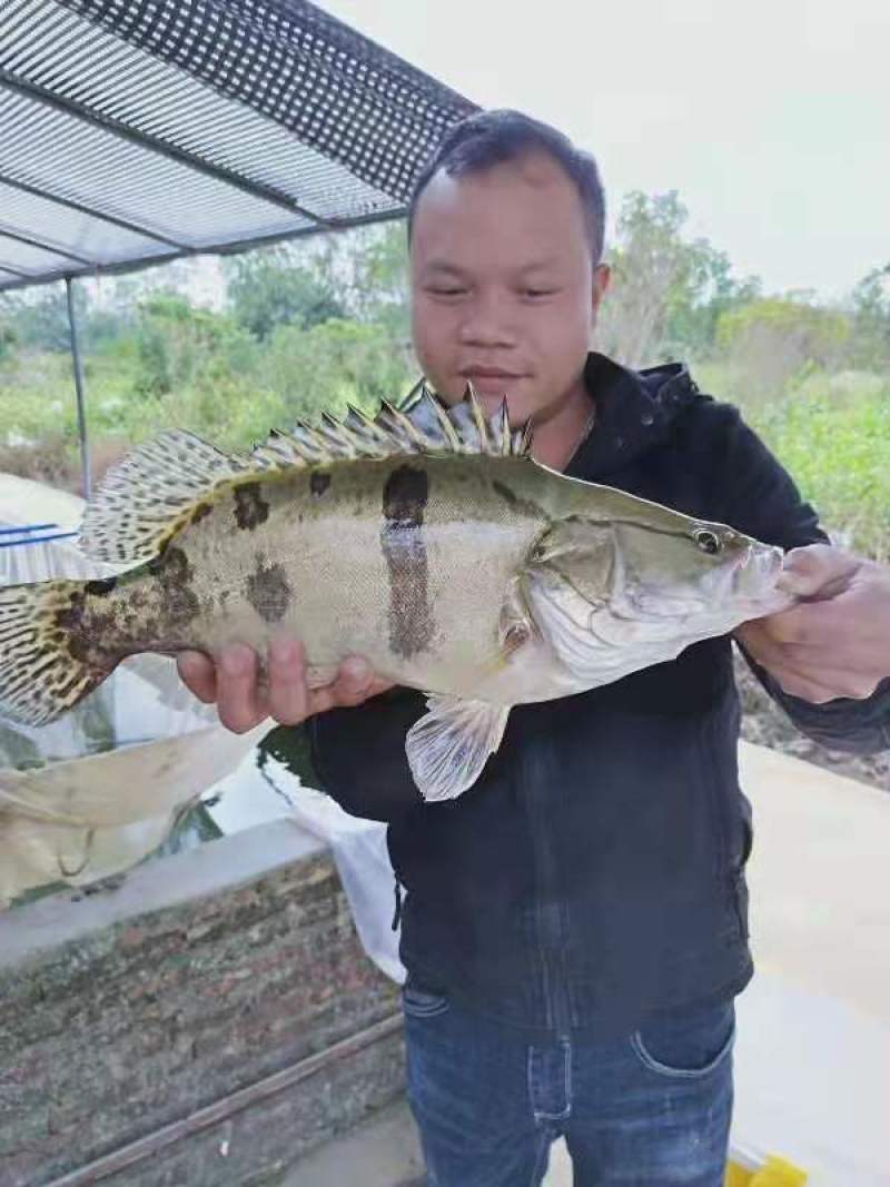 桂花鱼苗鳜鱼苗翘嘴鳜鱼苗肉食性淡水鱼苗桂鱼苗贵鱼苗养殖场