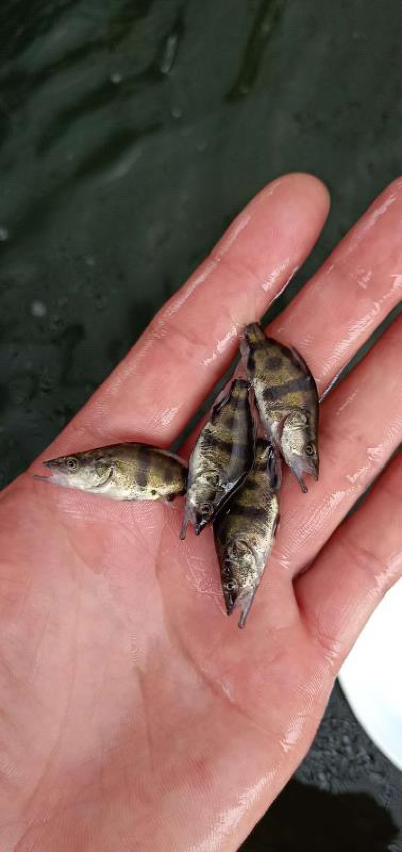 桂花鱼苗鳜鱼苗翘嘴鳜鱼苗肉食性淡水鱼苗桂鱼苗贵鱼苗养殖场