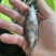 桂花鱼苗鳜鱼苗翘嘴鳜鱼苗肉食性淡水鱼苗桂鱼苗贵鱼苗养殖场