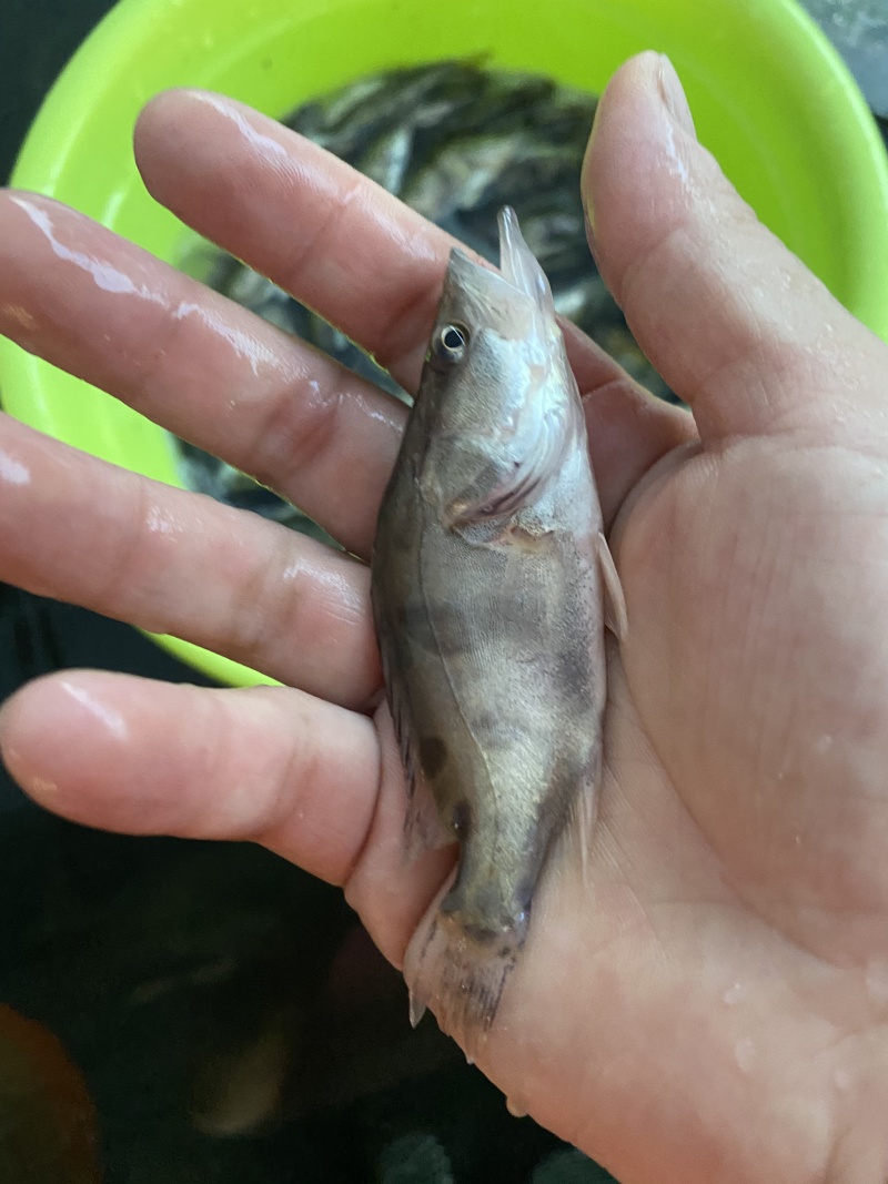 桂花鱼苗鳜鱼苗翘嘴鳜鱼苗肉食性淡水鱼苗桂鱼苗贵鱼苗养殖场