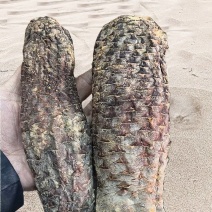 肉苁蓉新疆精品短条新货正宗滋补养生泡酒泡茶料包邮批发