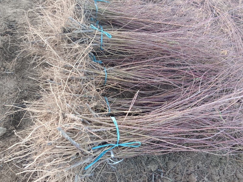 红柳苗大量优质红柳苗，自家种植量大从优