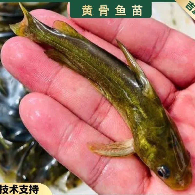 【黄骨鱼苗】黄桑鱼苗基地直供黄辣丁鱼苗技术指导养