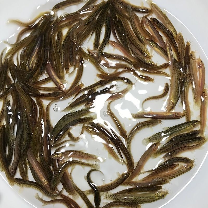 台湾泥鳅苗优质一号台湾泥鳅鱼苗杂交泥鳅苗易养殖好管理
