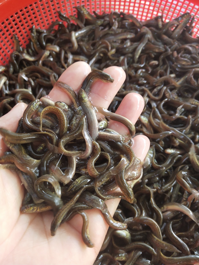 台湾泥鳅苗优质一号台湾泥鳅鱼苗杂交泥鳅苗易养殖好管理