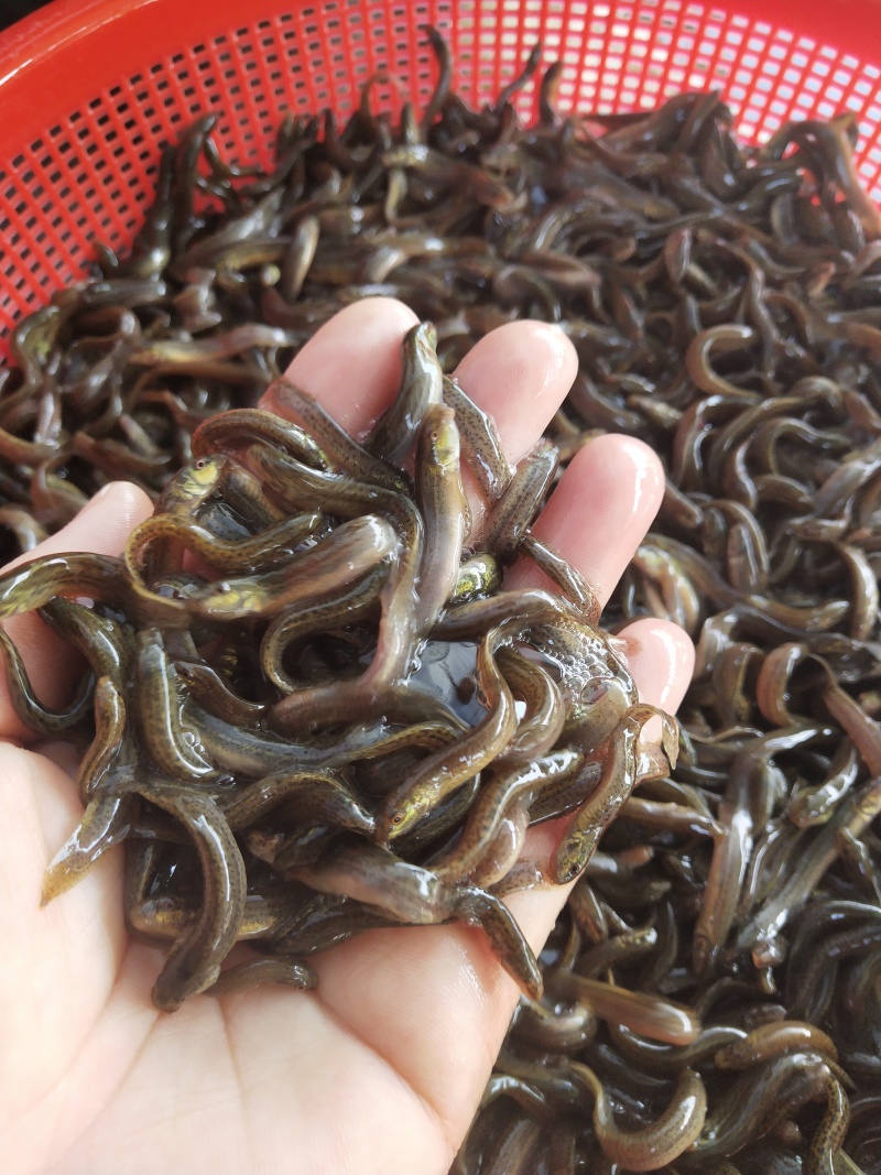 台湾泥鳅苗优质一号台湾泥鳅鱼苗杂交泥鳅苗易养殖好管理