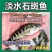 淡水石斑鱼苗优质花斑鱼淡水活体养殖亚路鱼食性强对水…要