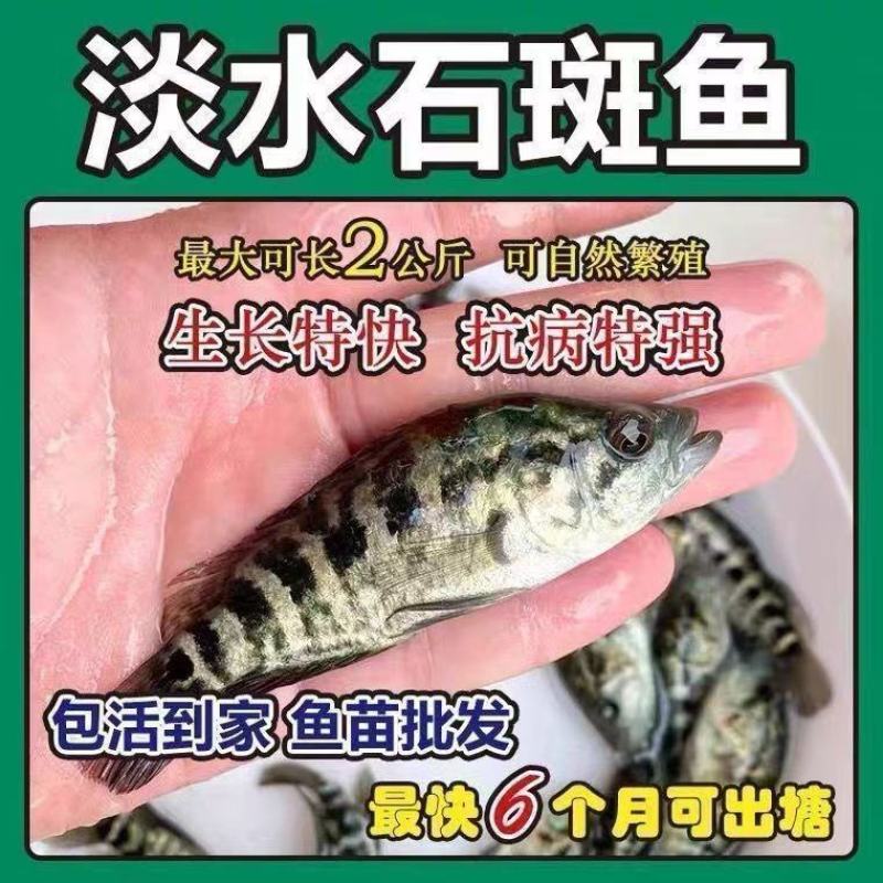 淡水石斑鱼苗优质花斑鱼淡水活体养殖亚路鱼食性强对水…要