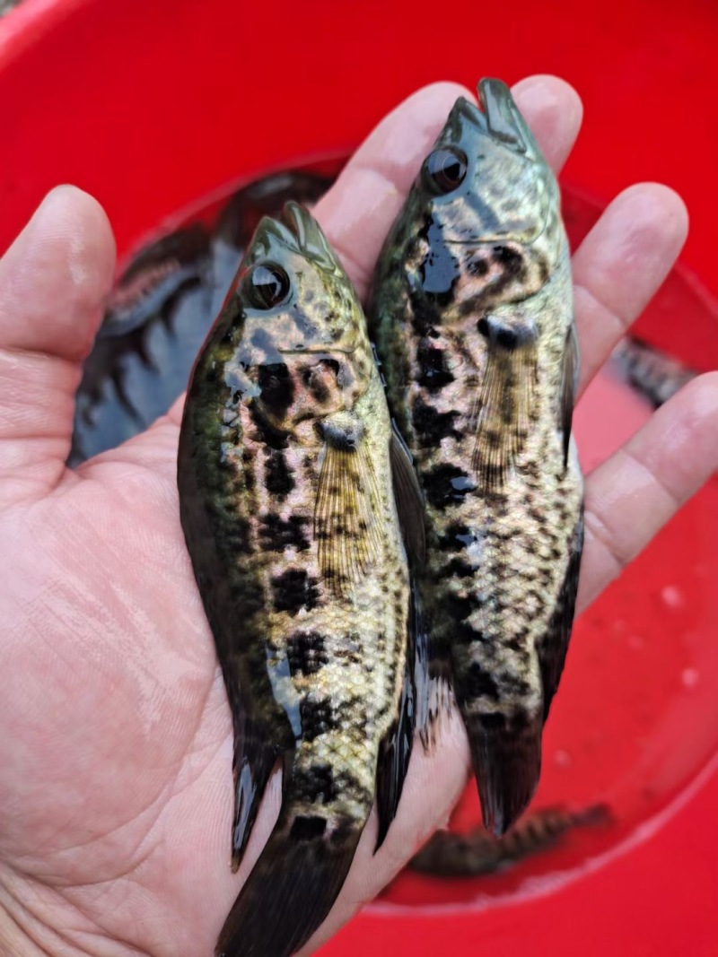 淡水石斑鱼苗优质花斑鱼淡水活体养殖亚路鱼食性强对水…要