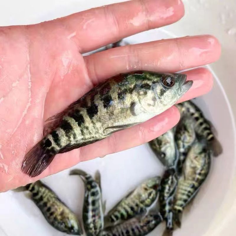 淡水石斑鱼苗优质花斑鱼淡水活体养殖亚路鱼食性强对水…要