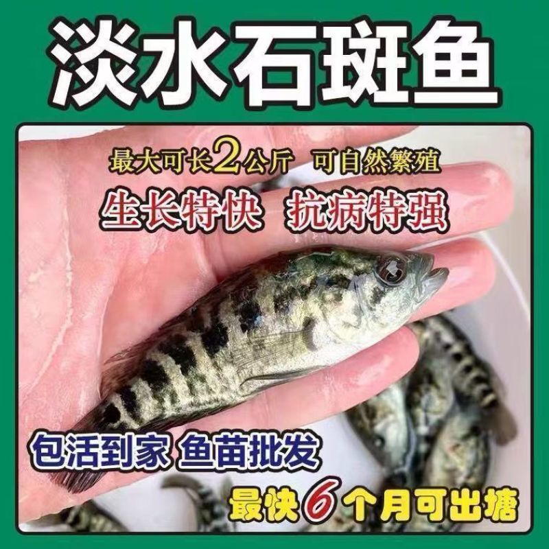 淡水石斑鱼苗优质花斑鱼淡水活体养殖亚路鱼食性强对水…要