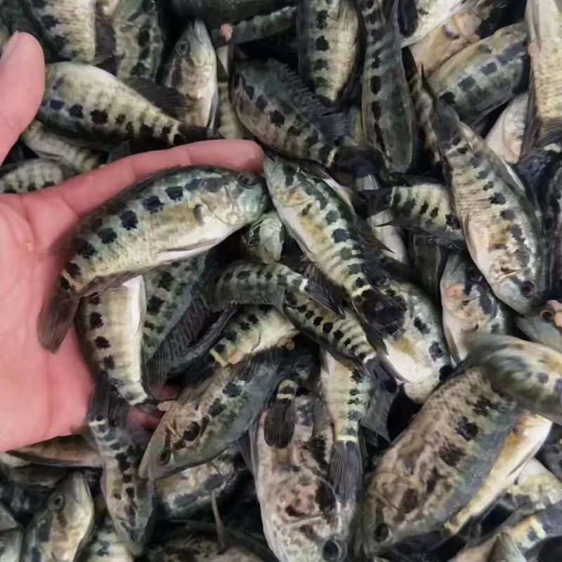 淡水石斑鱼苗优质花斑鱼淡水活体养殖亚路鱼食性强对水…要