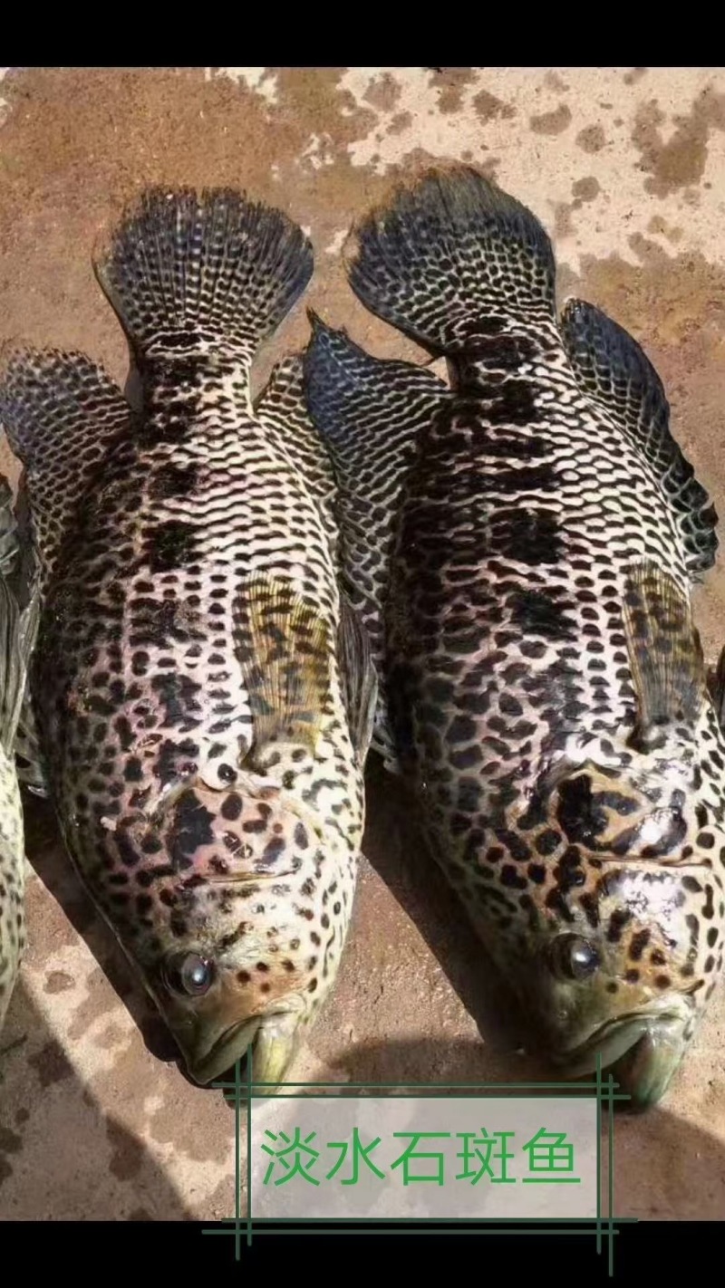 淡水石斑鱼苗优质花斑鱼淡水活体养殖亚路鱼食性强对水…要