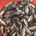 淡水石斑鱼苗优质花斑鱼淡水活体养殖亚路鱼食性强对水…要