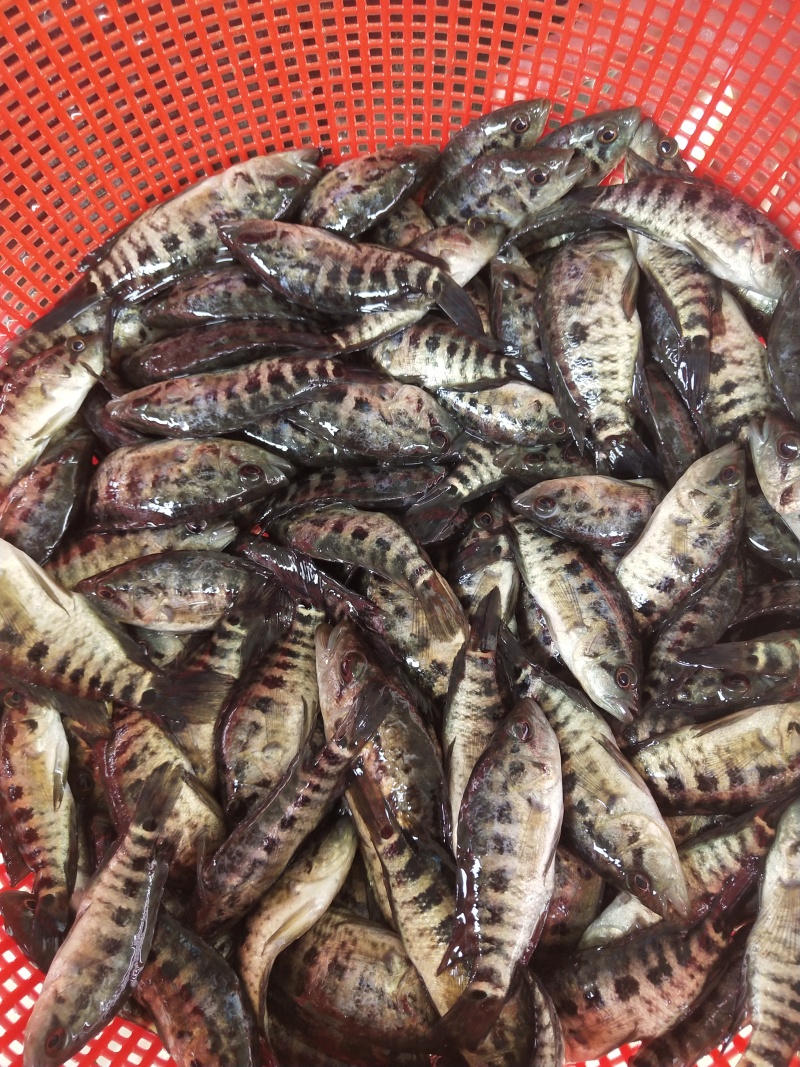 淡水石斑鱼苗优质花斑鱼淡水活体养殖亚路鱼食性强对水…要