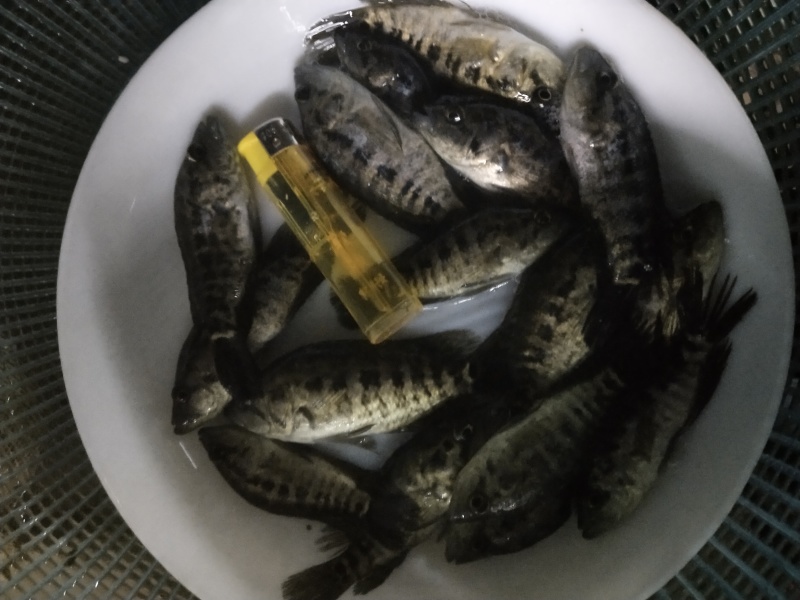 淡水石斑鱼苗优质花斑鱼淡水活体养殖亚路鱼食性强对水…要
