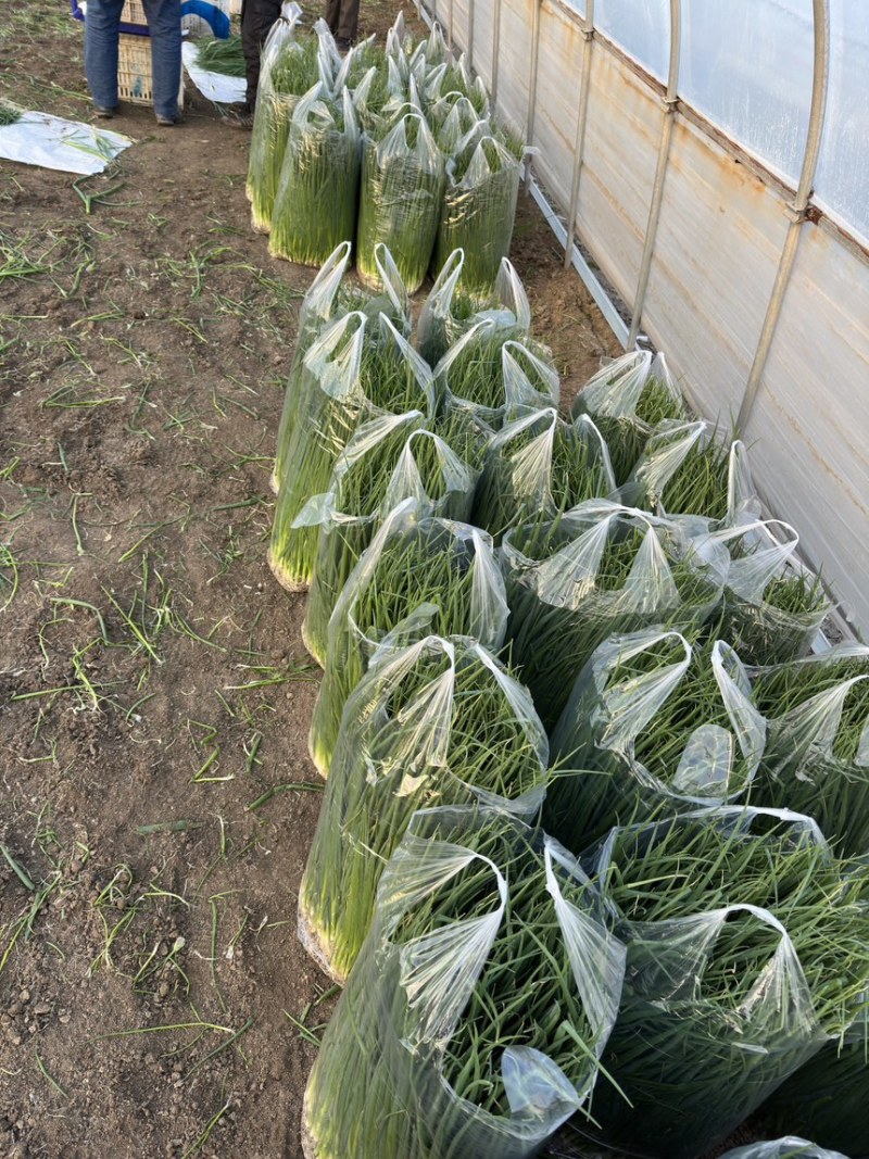 四季小葱，大棚小葱，现货大量有货需要老板电话联系
