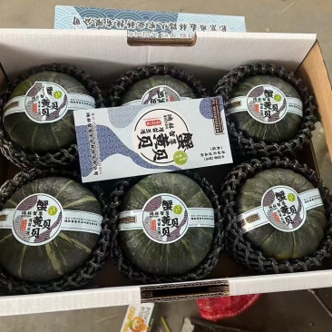 蟹黄贝贝产地一手货源规格齐全对接全国客商