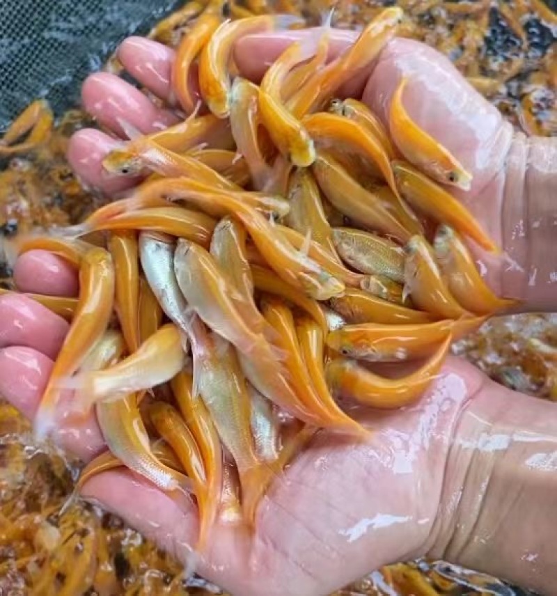 俄罗斯黄金草鱼苗批发+抗病草鱼苗基地直供，技术指导包邮
