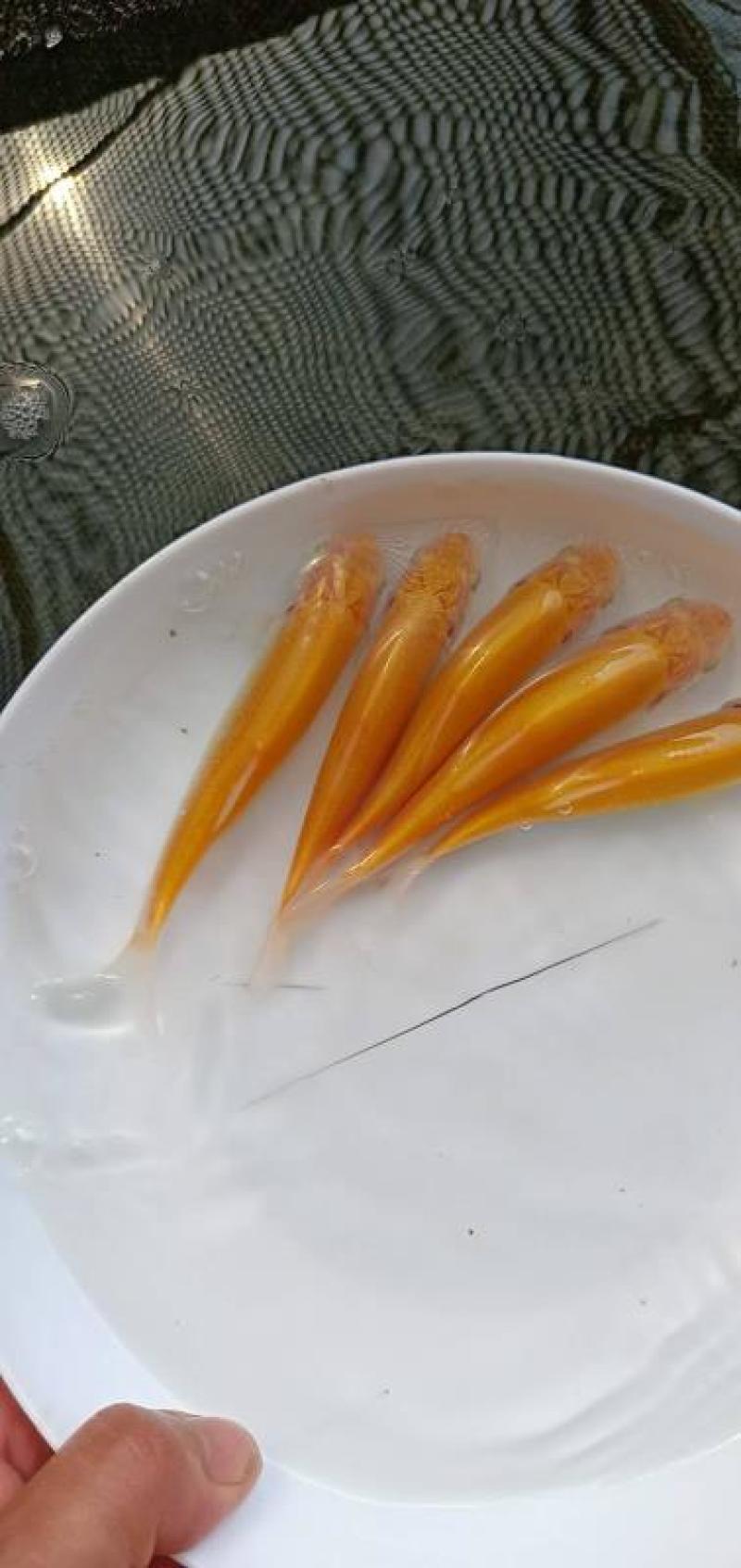 俄罗斯黄金草鱼苗批发+抗病草鱼苗基地直供，技术指导包邮