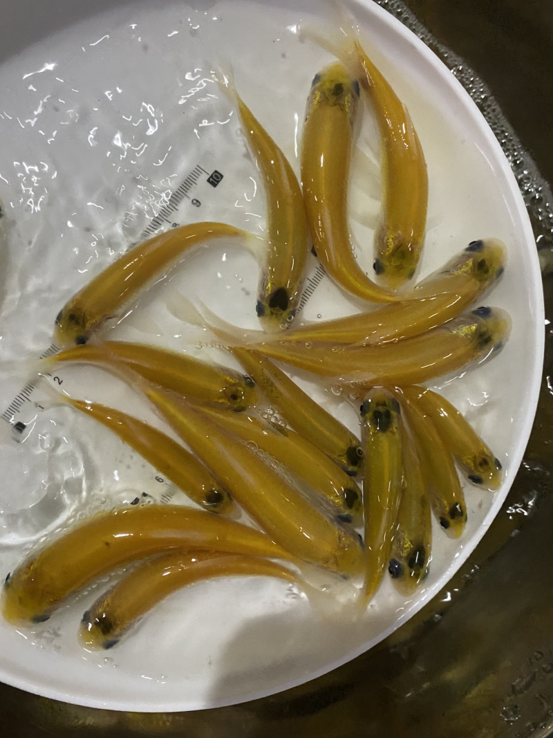 俄罗斯黄金草鱼苗批发+抗病草鱼苗基地直供，技术指导包邮