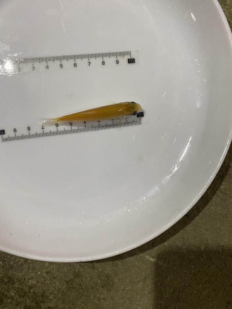 俄罗斯黄金草鱼苗批发+抗病草鱼苗基地直供，技术指导包邮
