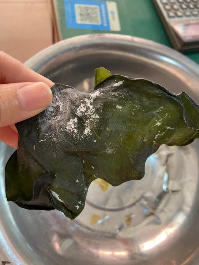 海带头烘干海带头海带干海带头长头短海带头海带小头产地发货