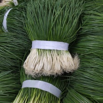 小葱