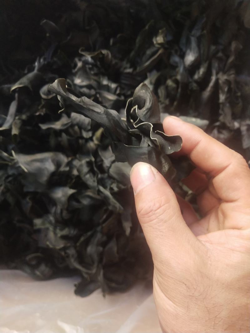 海带结海带扣烘干海带结海带干海带结海带干海带产地直接发货