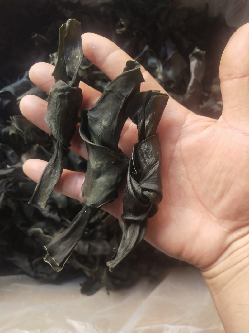 海带结海带扣烘干海带结海带干海带结海带干海带产地直接发货