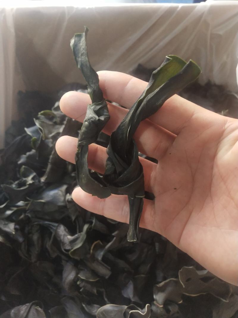 海带结海带扣烘干海带结海带干海带结海带干海带产地直接发货