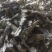 海带结海带扣烘干海带结海带干海带结海带干海带产地直接发货