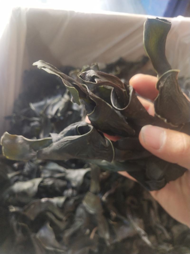 海带结海带扣烘干海带结海带干海带结海带干海带产地直接发货