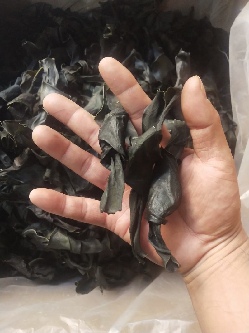 海带结海带扣烘干海带结海带干海带结海带干海带产地直接发货