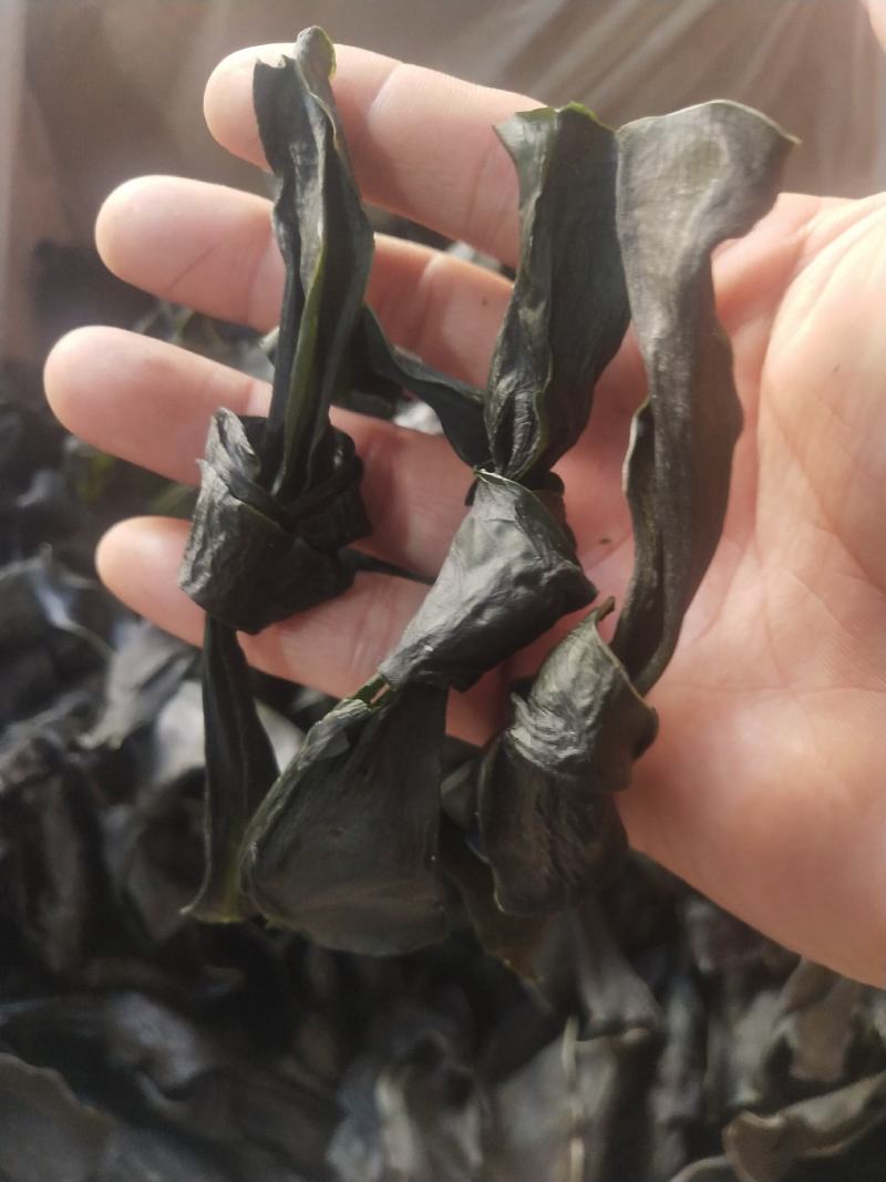 海带结海带扣烘干海带结海带干海带结海带干海带产地直接发货